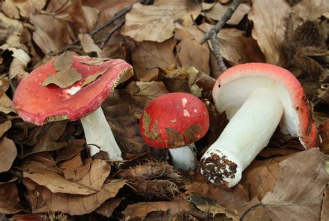 Russula Nobilis The Ultimate Mushroom Guide