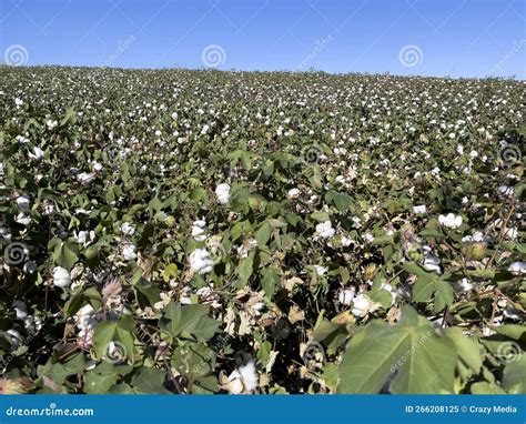 Cotton Cultivation Its Texture In The Field And Its Commercial Value