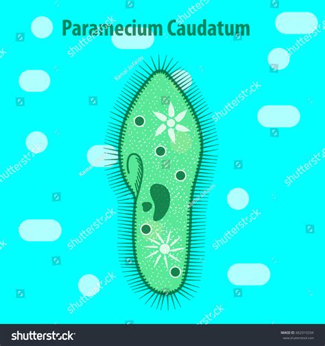 Protozoa Unicellular Organisms Stock Vector Royalty Free 662910334 Shutterstock