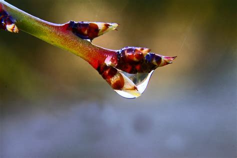 Brotes Y Agua Pruebas Con Canon D Canon Mm Is Tu Flickr