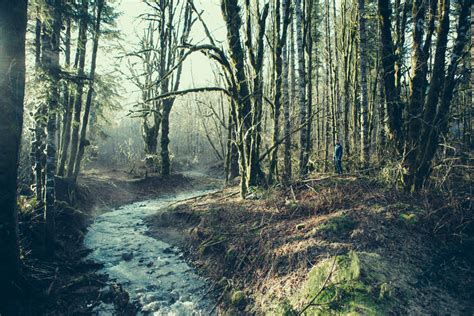 Free The Abandoned Forest Image: Stunning Photography