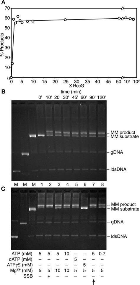 Properties Of Recg Protein Mediated Fork Regression In Vitro A