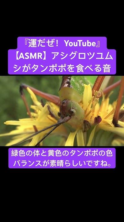 【asmr】アシグロツユムシがタンポポを食べる音 Sdgs クワガタ 虫の音 Insects Sound 昆虫 虫の声 Bug