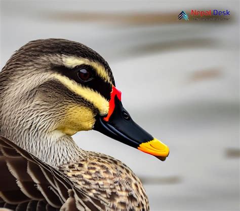 Indian Spot Billed Duck Graceful Quacker Of Wetlands Nepal Desk