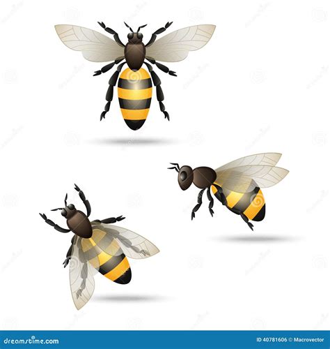 Bees Icons Set Stock Vector Image 40781606