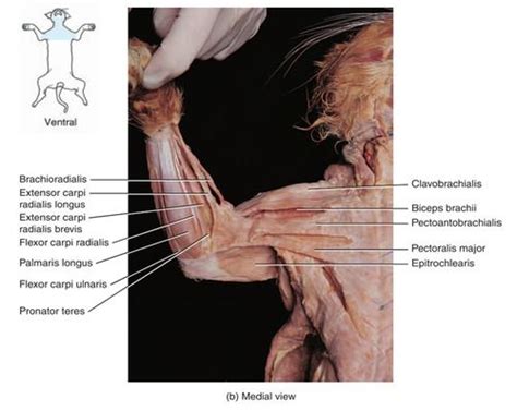 Cat Dissection Lab Muscles Of The Arm And Forearm Flashcards Quizlet