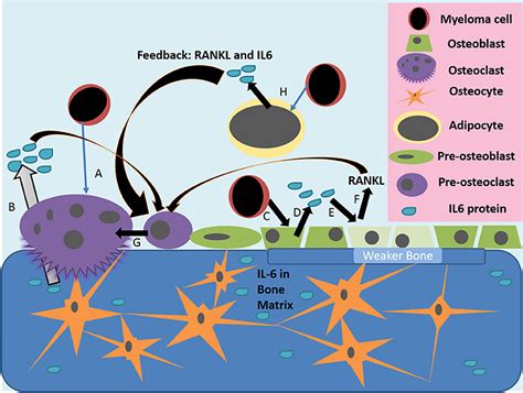 Frontiers Interleukin 6 Interweaves The Bone Marrow Microenvironment