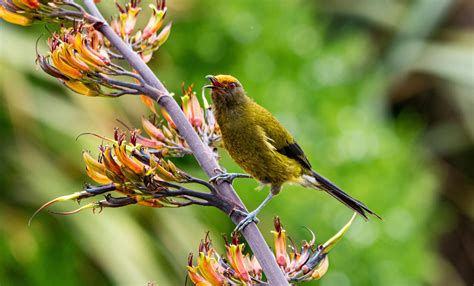 Perched Toco Toucan Bird · Free Stock Photo