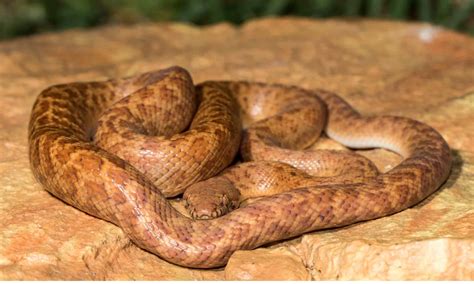 Pygmy Python A Z Animals