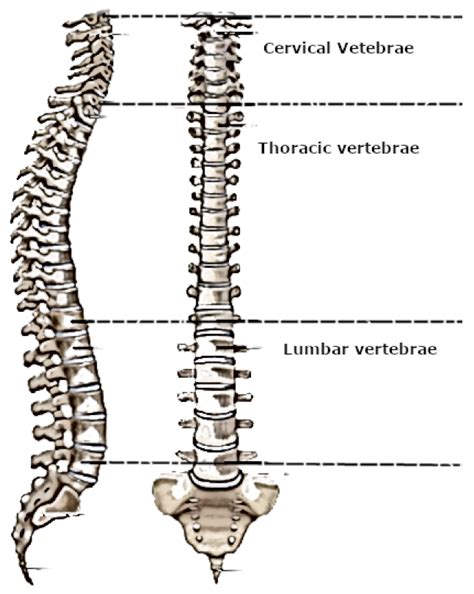 Applied Sciences Free Full Text Spinal Cord Segmentation In