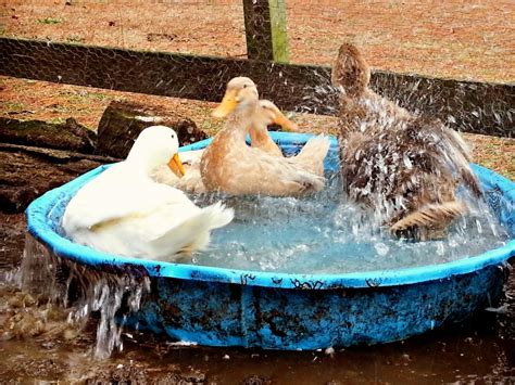 Keeping Ducks Cool In The Heat Of Summer Hgtv