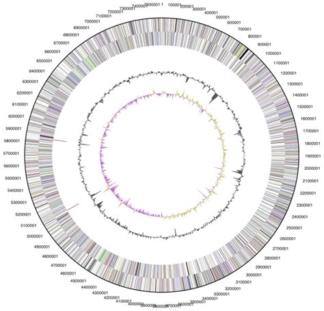 Graphical Circular Map Of The Chromosome From Outside To The Center