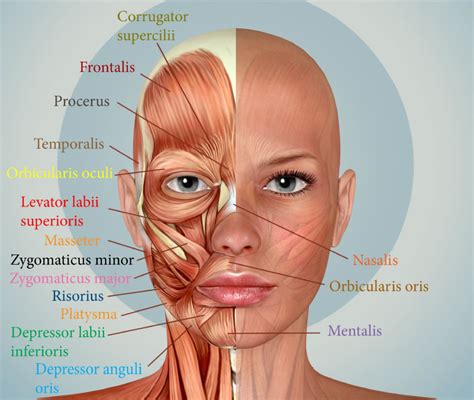 yoga lica radionica homeplace