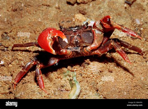 Mangrove crab hi-res stock photography and images - Alamy