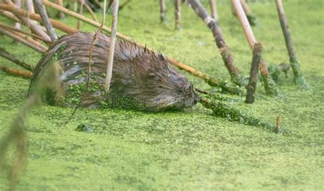 Muskrat Ondatra Zibethicus An Animal Sitting In A Pond Eating Plants