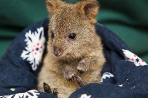 Baby quokka on a cozy blanket : aww