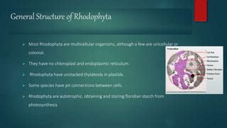 RHODOPHYTA . Occurrence And General Structure Of Rhodophyta | PPT