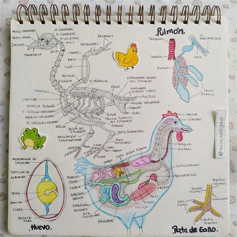 Anatomía De La Gallina 🐣 Vet Assistant Vet School Equine Veterinary