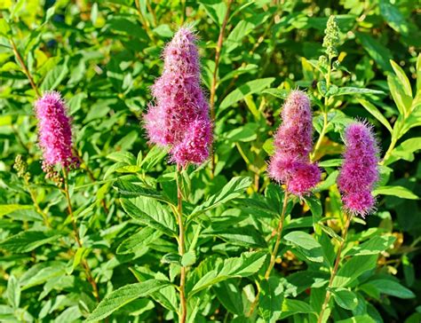 Bl Hende Str Ucher Spierstr Ucher Zieren Den Garten