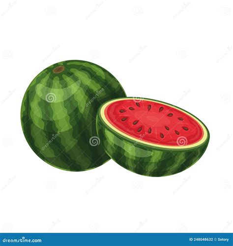 Whole And Half Watermelon Stock Vector Illustration Of Tropical