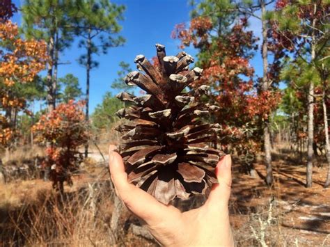 Premium Photo Cropped Hand Of Woman Holding Pine Cone Against Trees