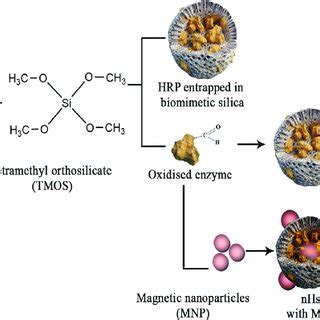 Schematic Representation Of Different Synthesis Of Silica And The