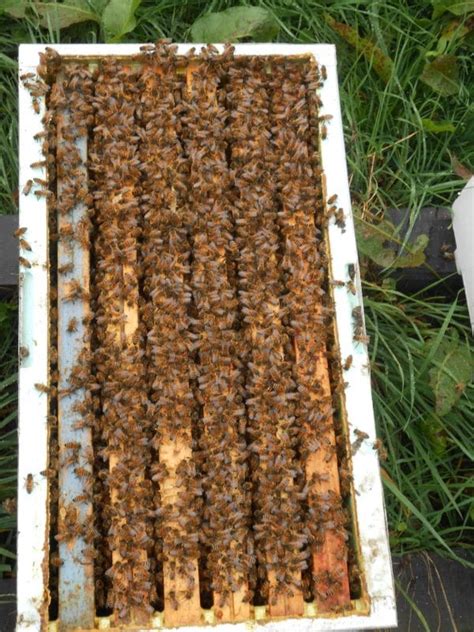 Vente d essaim d abeilles prête à produire Miellerie des Arves Savoie