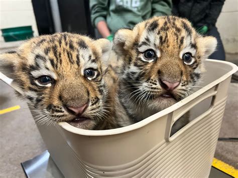 Minnesota Zoo welcomes birth of two endangered tiger cubs