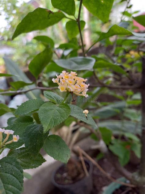 Flores Lindas Y Bonitas De Lantana Blancas Imagen De Archivo Imagen