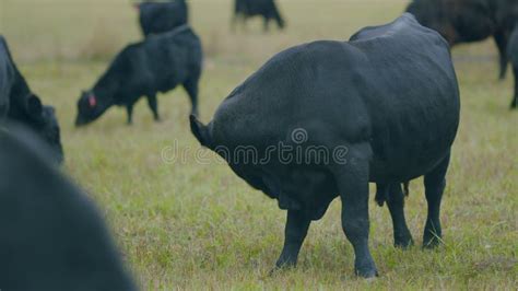 Vaca Oscura En Un Pasto De Verano Hierba Verde De Vaca Negra En