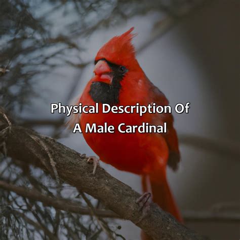 What Color Is A Male Cardinal - colorscombo.com