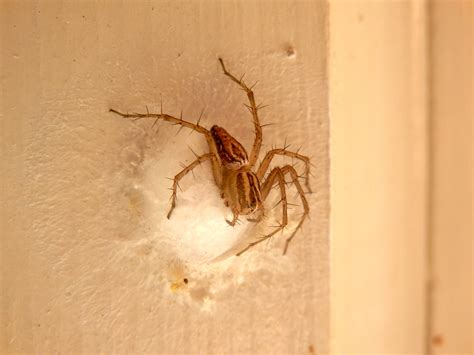 Spiders Lay Their Eggs In The Spring Allison Pest Control Since 1917