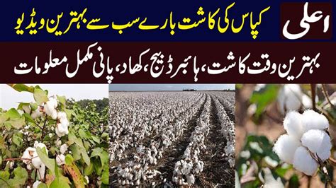 Best Method Of Cotton Cultivation Cotton Farming In Pakistan Youtube