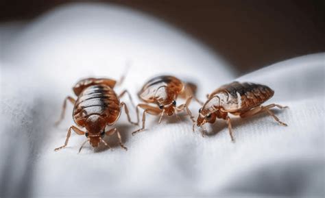 Battling Bed Bugs Effective Strategies For Prevention And Eradication