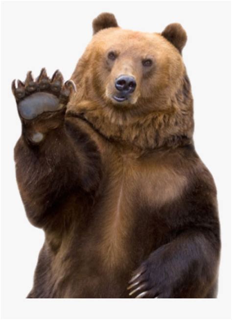 Clip Art Funny Animal Photos - Bear Waving Png, Transparent Png - kindpng