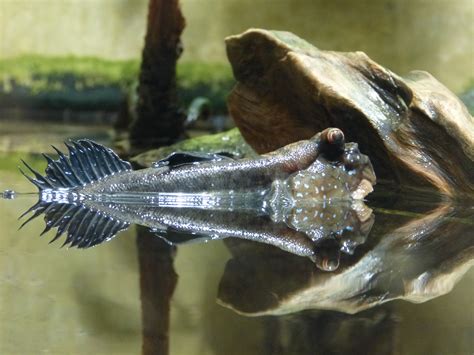images water nature animal wildlife fish fauna