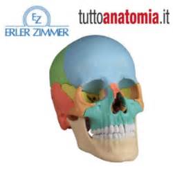 Cranio Didattico Scomponibile In Parti Modellianatomici It