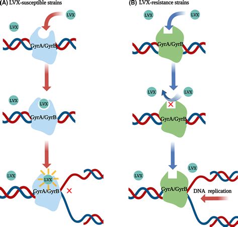 Mechanisms Of H Pylori Resistance To Levofloxacin A Lvx Interferes