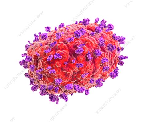 Mpox Virus Illustration Stock Image F037 3446 Science Photo Library