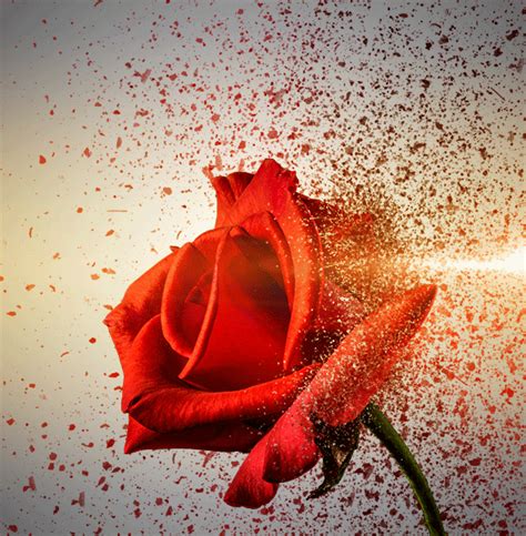 A Red Rose Is Being Splattered With Water And Spray From The Top Down