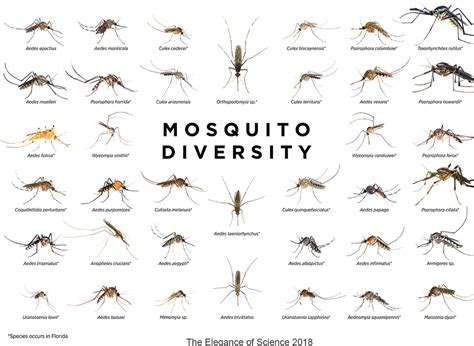 Mosquito Identification Chart