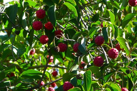 Japanese Dogwood Tree - Fruits | Dogwood trees, Ornamental trees, Fruit