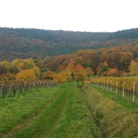 Wandern Pfälzer Rundwanderung mit Einkehr Rietaniahütte Tour 138331