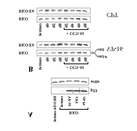 Panel A Expression Of P In Non Treated Rko And Rko E Cells Or Rko