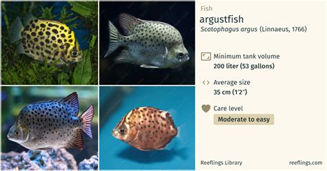 Argustfish · Scatophagus Argus · Reeflings Library