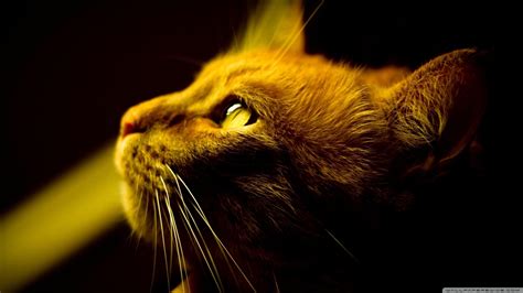 Red Cat Wallpapers - Top Free Red Cat Backgrounds - WallpaperAccess