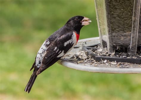 Rose-breasted Grosbeak - FeederWatch