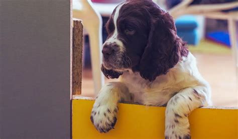 How Much Exercise Does A 3-Month-Old Springer Spaniel Need? - Easy ...