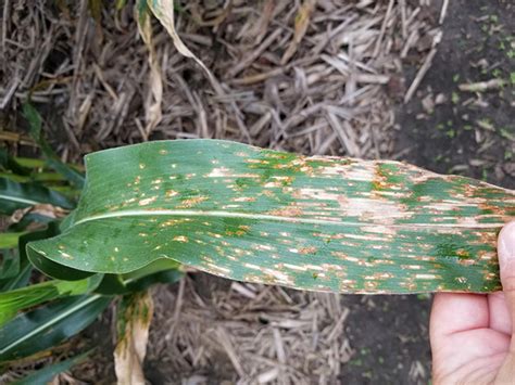 Grey Leaf Spot Samples Needed From Indiana Purdue University Pest