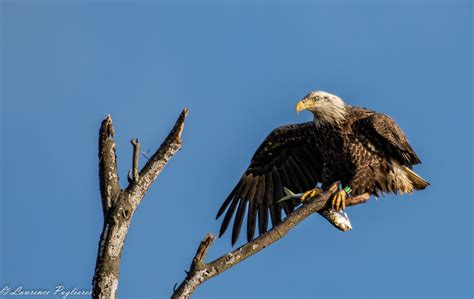 Sub Adult Bald Eagle With Catch Conference House Park S Flickr